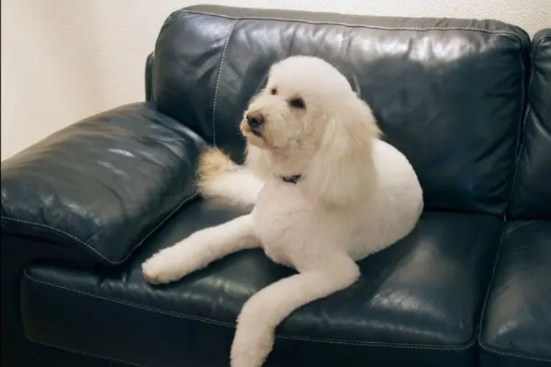 Lola on the couch
