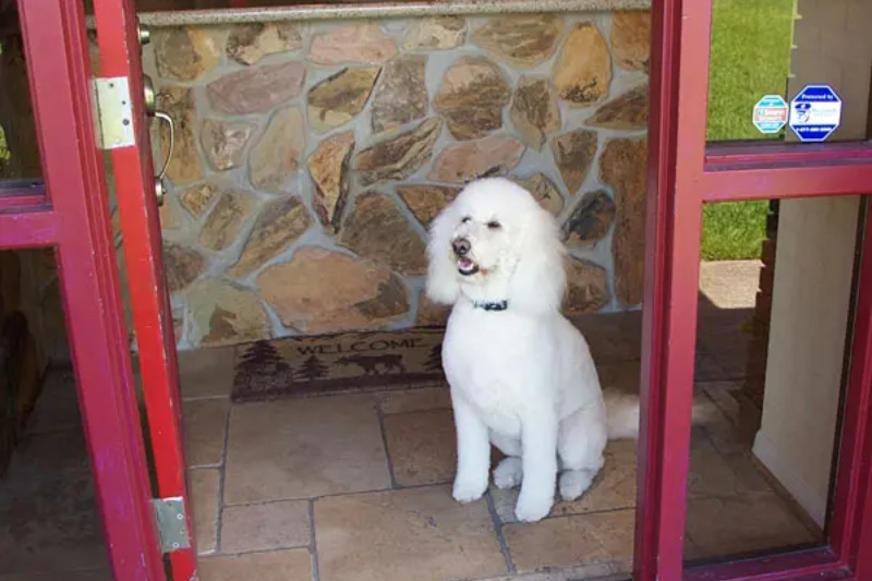 Lola by the door