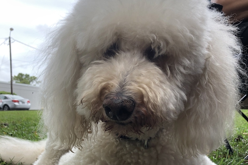 Lola photo